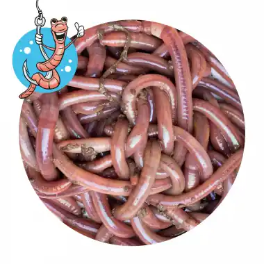 Lebendköder (Tauwurm, 12 Stk.) | Mega-Angebot